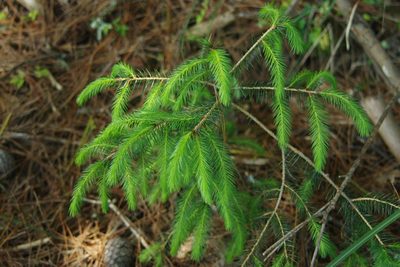 Picea morrisonicola, photographed by Cheng-Te Hsu