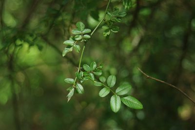 Rosa transmorrisonensis, photographed by Cheng-Te Hsu