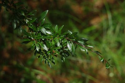 Rhamnus parvifolia, photographed by Cheng-Te Hsu