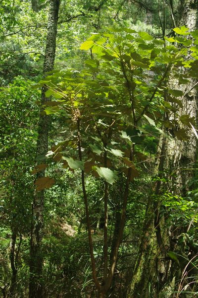 Sinopanax formosanus, photographed by Cheng-Te Hsu