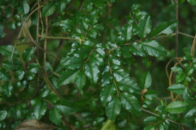 Ventilago leiocarpa, photographed by Cheng-Te Hsu