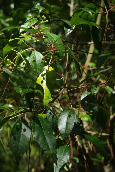 Viburnum propinquum, photographed by Cheng-Te Hsu