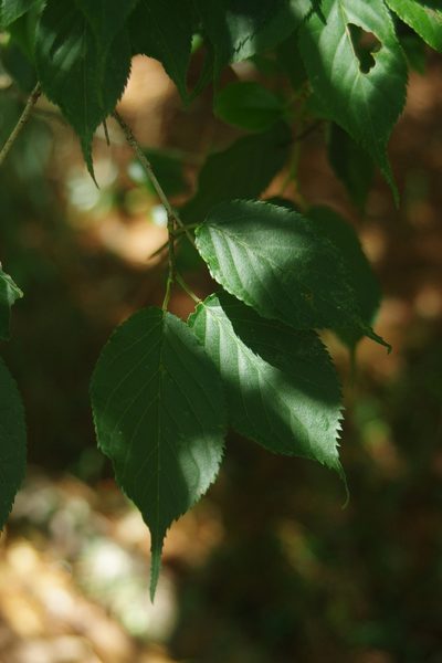 Prunus transarisanensis, photographed by Cheng-Te Hsu