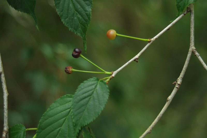 Prunus transarisanensis, photographed by Cheng-Te Hsu
