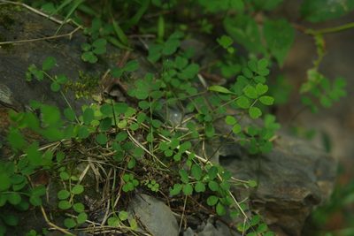Astragalus nokoensis, photographed by Cheng-Te Hsu
