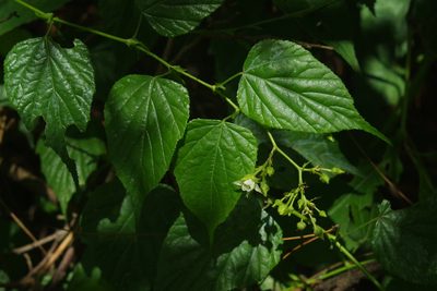 Rubus lambertianus, photographed by Cheng-Te Hsu