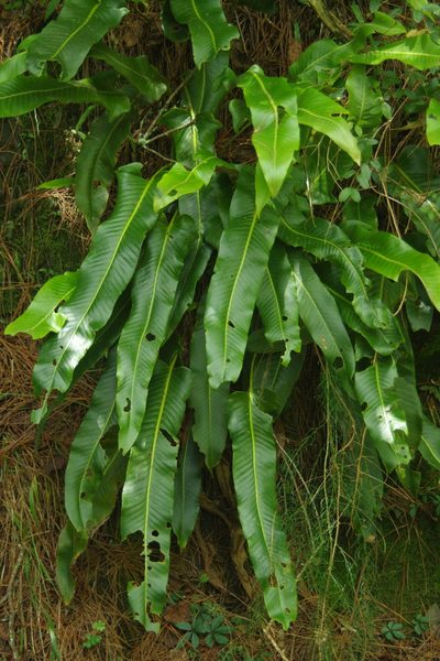 Pyrrosia sheareri, photographed by Cheng-Te Hsu