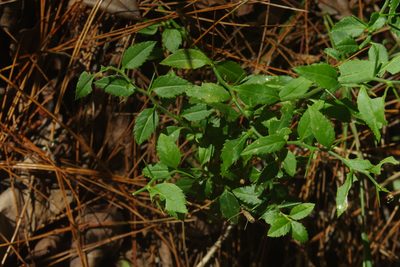 Prinsepia scandens, photographed by Cheng-Te Hsu
