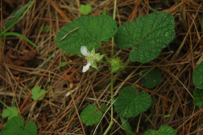 Rubus pectinellus, photographed by Cheng-Te Hsu