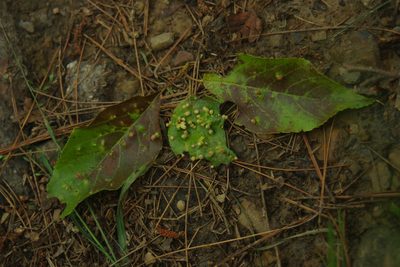 Alnus formosana, photographed by Cheng-Te Hsu