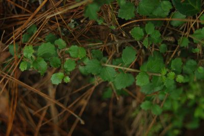 Viburnum parvifolium, photographed by Cheng-Te Hsu