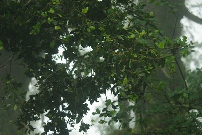 Quercus spinosa, photographed by Cheng-Te Hsu