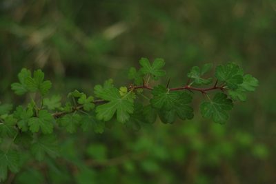 Ribes formosanum, photographed by Cheng-Te Hsu