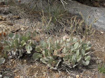 Eriogonum rupinum, photographed by Jim Morefield