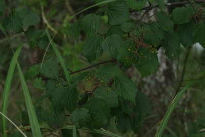 Viburnum betulifolium, photographed by Cheng-Te Hsu