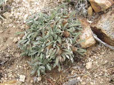 Townsendia leptotes, photographed by Jim Morefield
