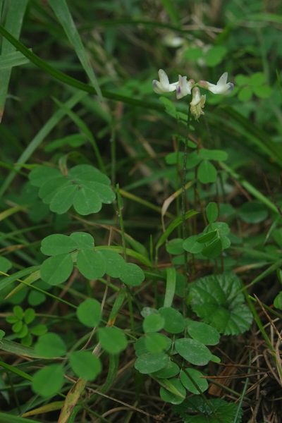 Astragalus nokoensis, photographed by Cheng-Te Hsu