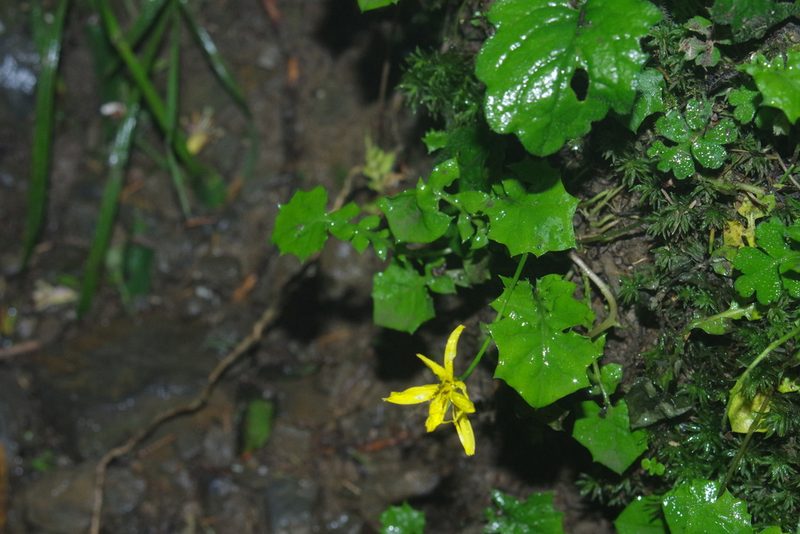 Lapsanastrum takasei, photographed by Cheng-Te Hsu