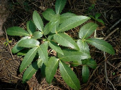 Helleborus lividus, photographed by Rafael Medina