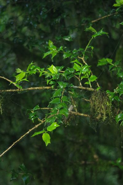 Ilex bioritsensis, photographed by Cheng-Te Hsu
