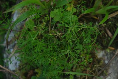 Chaerophyllum involucratum, photographed by Cheng-Te Hsu