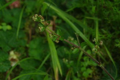 Trichogalium formosense, photographed by Cheng-Te Hsu