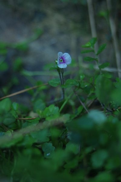 Veronica oligosperma, photographed by Cheng-Te Hsu