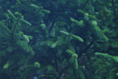 Picea morrisonicola, photographed by Cheng-Te Hsu