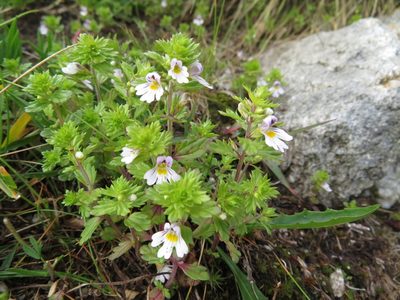 Euphrasia alpina, photographed by Marco Mussita