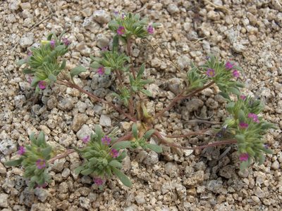 Nama depressa, photographed by Jim Morefield