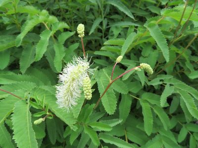Sanguisorba dodecandra, photographed by Marco Mussita