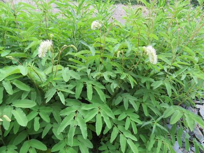 Sanguisorba dodecandra, photographed by Marco Mussita