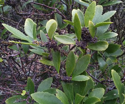Melicytus chathamicus, photographed by Peter de Lange
