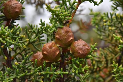 Hesperocyparis pygmaea, photographed by Don Loarie