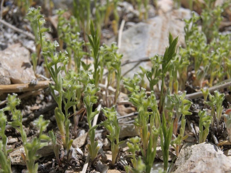 Cryptantha recurvata, photographed by Jim Morefield