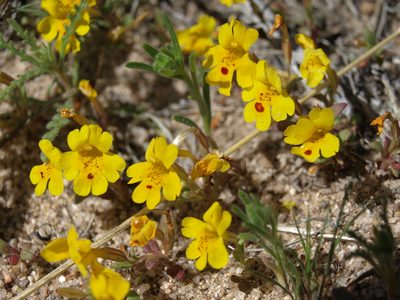 Erythranthe carsonensis, photographed by Jim Morefield