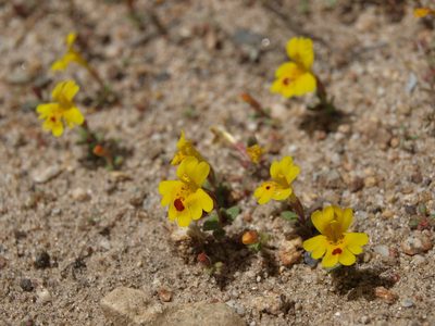Erythranthe carsonensis, photographed by Jim Morefield