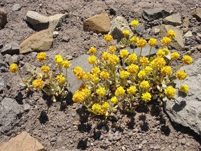 Eriogonum rosense, photographed by Miguel Vieira