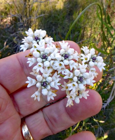 Conospermum longifolium, photographed by Peter de Lange