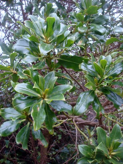 Myoporum semotum, photographed by Peter de Lange