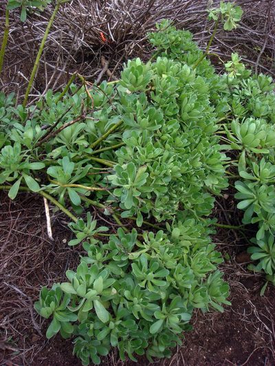 Leptinella featherstonii, photographed by Peter de Lange