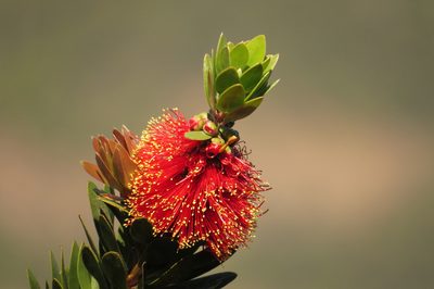 Melaleuca pyramidalis, photographed by coenobita