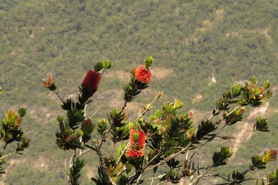 Melaleuca pyramidalis, photographed by coenobita