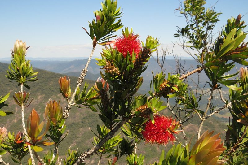 Melaleuca pyramidalis, photographed by coenobita