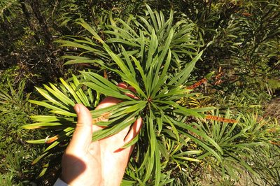 Banksia aquilonia, photographed by coenobita