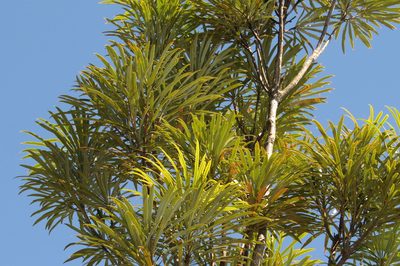 Banksia aquilonia, photographed by coenobita