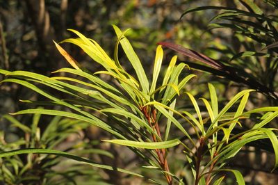Banksia aquilonia, photographed by coenobita