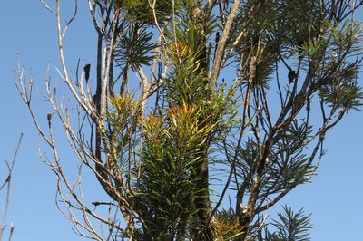 Banksia aquilonia, photographed by coenobita