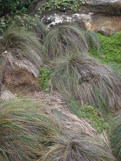 Festuca coxii, photographed by Peter de Lange