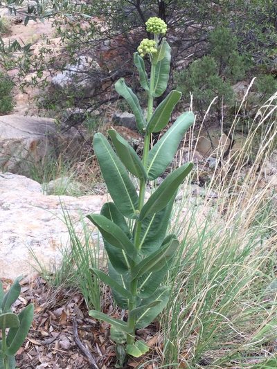 Asclepias lemmonii, photographed by Andrew Meeds